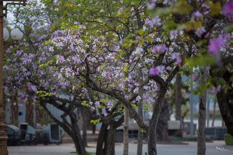 ảnh 2