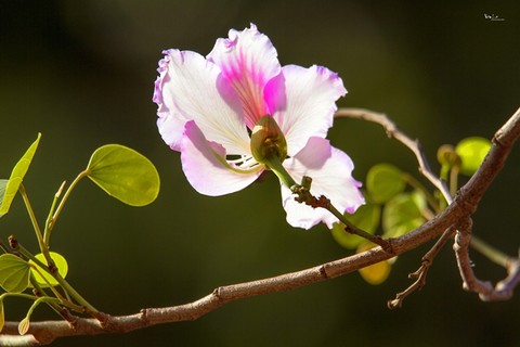 ảnh 1