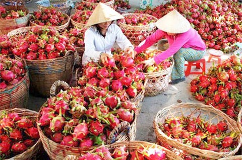 Bộ Nông nghiệp 'thảng thốt' vì trái cây xuất đi Trung Quốc phải truy xuất nguồn gốc
