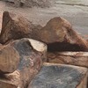 Truy tìm chủ nhân bỏ lại xe gỗ quý