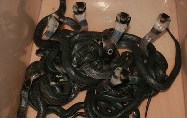 Avidement à la recherche des "bébés" cobras qui se sont échappés de la cage |  Journal électronique Capital Security
