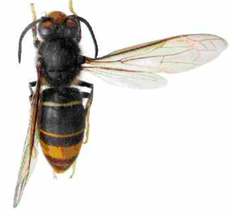Tử vong do ong bắp cày đốt: Ong bắp cày là loài ong chúa độc nhất vô nhị với đòn độc rất mạnh. Hãy cùng xem hình ảnh về những trường hợp tử vong do bị ong bắp cày đốt để rút ra kinh nghiệm và cẩn trọng hơn trong cuộc sống hàng ngày.