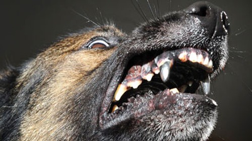 Chó dữ tấn công cụ bà là một bức ảnh đầy cảm xúc và sự giận dữ. Nếu bạn muốn tìm hiểu về cách xử lý khi gặp phải tình huống này hoặc muốn tăng thêm kiến thức về sự nguy hiểm của chó dữ, hãy xem bức ảnh này.