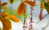 [ẢNH] Ngỡ ngàng với bản giao hưởng màu sắc của các loài hoa bên hồ Gươm