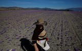 [ẢNH] Khám phá việc thu hoạch Saffron – 