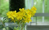 [ẢNH] Những bí quyết giúp hoa tươi lâu trong ngày Tết