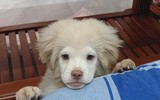 [ẢNH] Những chú chó nổi tiếng trên mạng nhờ biểu cảm gương mặt 