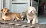 [ẢNH] Những chú chó nổi tiếng trên mạng nhờ biểu cảm gương mặt 