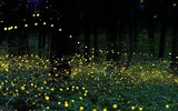 [ẢNH] Những hiện tượng ánh sáng thiên nhiên kỳ diệu đến khó tin