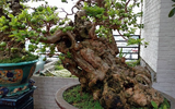 Cây ổi bonsai thế đẹp nhất Việt Nam, 300 tuổi vẫn xanh tươi, trĩu quả