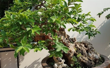 Cây ổi bonsai thế đẹp nhất Việt Nam, 300 tuổi vẫn xanh tươi, trĩu quả