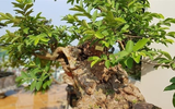 Cây ổi bonsai thế đẹp nhất Việt Nam, 300 tuổi vẫn xanh tươi, trĩu quả