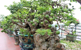 Cây ổi bonsai thế đẹp nhất Việt Nam, 300 tuổi vẫn xanh tươi, trĩu quả