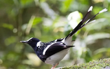 Chiêm ngưỡng 10 loài chim quý hiếm, độc lạ bậc nhất Việt Nam