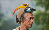 Loài chim quý có mỏ sừng độc đáo rất chung tình, không đổi bạn đời, nằm trong Sách đỏ Việt Nam