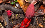 Loài cây đỏ rực kỳ lạ, được săn lùng ráo riết ở Việt Nam