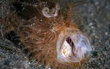 Loài cá 'lông lá' kỳ lạ đi bộ dưới đáy biển, chỉ tốn 1/6.000 của 1 giây để đớp con mồi