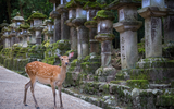 Hòn đảo đặc biệt tôn thờ loài hươu như thần thánh ở Nhật Bản