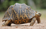Loài rùa đẹp nhất thế giới, nhiều người Việt lùng mua