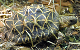 Loài rùa đẹp nhất thế giới, nhiều người Việt lùng mua
