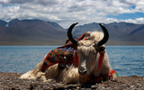  Loài vật được coi là 'báu vật' của Tây Tạng nặng 1.000 kg, chịu lạnh âm 40 độ C