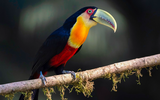 Khám phá loài chim đầy sắc màu với chiếc mỏ kỳ dị
