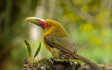 Khám phá loài chim đầy sắc màu với chiếc mỏ kỳ dị