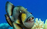 Kỳ lạ loài cá có hàm răng giống con người và tính cách thú vị