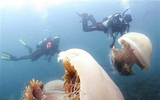 Bí ẩn loài sứa khổng lồ nặng có nọc độc chết người khiến giới khoa học 