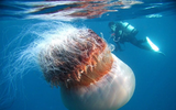 Bí ẩn loài sứa khổng lồ nặng có nọc độc chết người khiến giới khoa học 