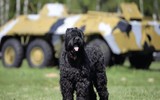 Loài chó quý hiếm được chuyên huấn luyện cho những nhiệm vụ đặc biệt ở Nga