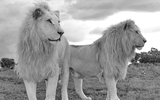 Bí ẩn về loài sư tử bạch tạng mắt xanh siêu quý hiếm
