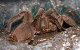 Những loài nhện độc nhất thế giới có khả năng gây chết người