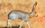 Những khả năng đặc biệt của thỏ sa mạc để thích nghi với môi trường khắc nghiệt