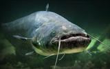 Loài cá nước ngọt khổng lồ tàn phá hệ sinh thái châu Âu