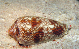 Loài ốc sên mang vẻ đẹp lộng lẫy nhưng có nọc độc nhất hành tinh