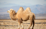 Những loài động vật có khả năng sinh tồn mạnh mẽ trên sa mạc