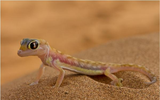 Những loài động vật có khả năng sinh tồn mạnh mẽ trên sa mạc