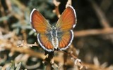 Loài bướm nhỏ nhất thế giới soi kính lúp mới thấy