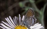 Loài bướm nhỏ nhất thế giới soi kính lúp mới thấy