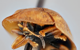 Loài bọ có khả năng “biến hình” theo môi trường