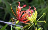 Điểm tên những loài hoa mệnh danh “tử thần” ở Việt Nam