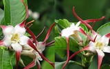 Điểm tên những loài hoa mệnh danh “tử thần” ở Việt Nam