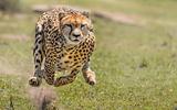 Những loài động vật có tốc độ nhanh nhất thế giới