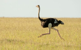 Những loài động vật có tốc độ nhanh nhất thế giới
