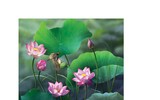 Hoa sen đẹp tinh khôi qua các bức ảnh của Hoàng Bích Vân