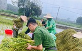 Xúc động hình ảnh Công an thị xã Sơn Tây xuống đồng, giúp dân gặt 180ha lúa