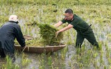 Xúc động hình ảnh Công an thị xã Sơn Tây xuống đồng, giúp dân gặt 180ha lúa