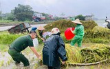 Xúc động hình ảnh Công an thị xã Sơn Tây xuống đồng, giúp dân gặt 180ha lúa