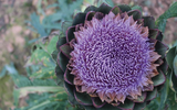 Loài hoa đẹp mê ly và cũng là thảo dược quý có trong các bài thuốc đông y